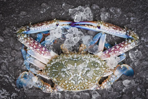 Seafood Crab Ice Fresh Raw Blue Swimming Crab Ocean Gourmet — Stock Photo, Image