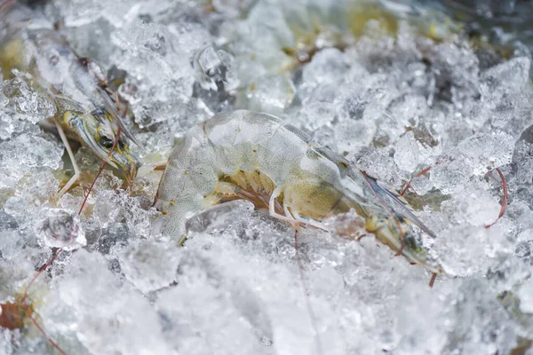 Syrové Krevety Krevety Krevety Ledu Zmrazené Restauraci Mořských Plodů Nebo — Stock fotografie