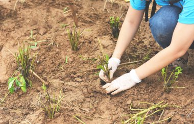 Ormandaki toprak / bitki ağaçları için el ele tutuşan genç bitkiler Sevgi doğası Dünya çevresini kurtarır Çevre günü eko biyolojik ağaçların yeniden ağaçlandırılması CSR ekosistemleri yeniden ağaçlandırma kavramı