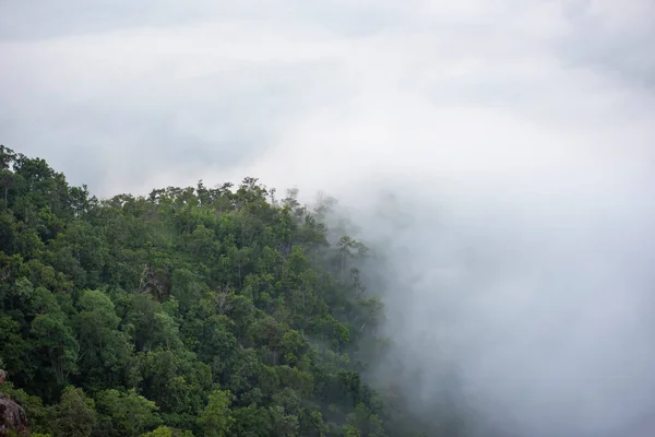 misty forest , Foggy morning mist in valley beautiful in Thailand Asian / Misty landscape mountain fog and forest tree view on top Aerial view