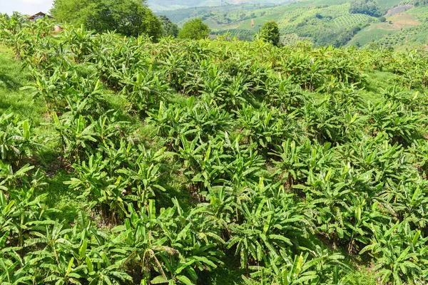 Bananenbaum Garten Bananenplantage Der Berglandwirtschaft Asien Thailand — Stockfoto