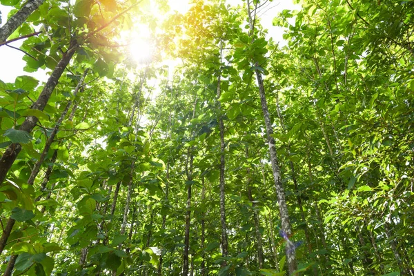 植林地のチーク農業チーク畑の植物緑の葉 太陽の光緑の落葉樹の森葉で囲まれた太陽の暖かい光葉を通して葉 — ストック写真