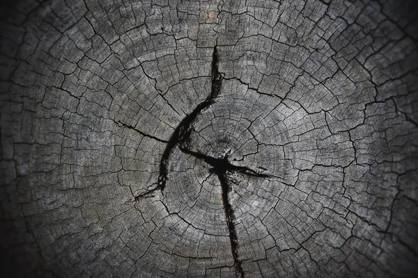 Přírodní Staré Dřevo Textura Pařezu Průřez Kmene Stromu Dřevo Řezané — Stock fotografie