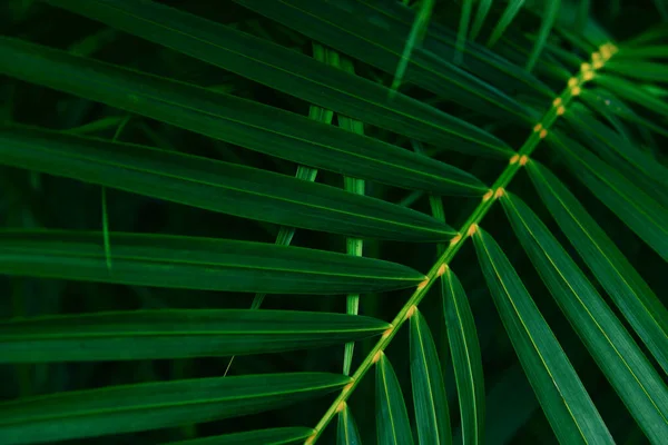 Plam Deja Patrón Verde Natural Sobre Fondo Oscuro Hoja Hermosa —  Fotos de Stock