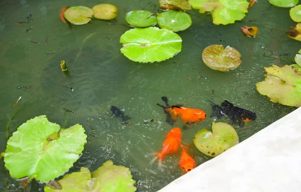 池の美しい金魚 オレンジ色の魚が泳いで水面で餌を待っています — ストック写真