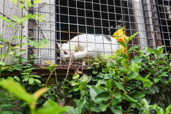 Gato Branco Janela Gaiola Jogando Uma Natureza Árvore Ramo — Fotografia de Stock