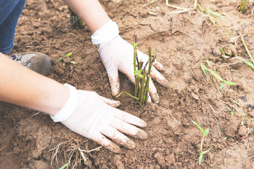 hand holding young plant for planting in soil / plant trees in the forest in the area love nature save the world environment day reforesting eco bio arbor CSR  ecosystems reforestation concept