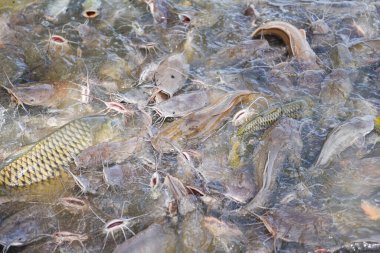 Yayın balığı su yüzeyindeki besinlerle besleniyor. Tatlı su balık çiftliği.