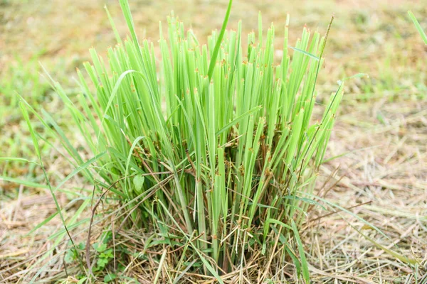 lemon grass plant in the garden for ingredients used in thai food cooking and herb / lemon grass leaf