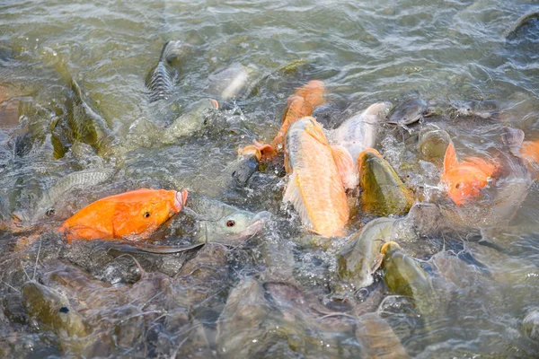 Granja Peces Agua Dulce Carpa Dorada Tilapia Carpa Naranja Bagre —  Fotos de Stock