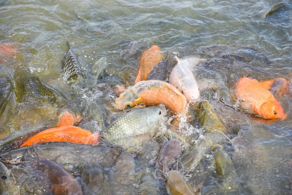 Zoetwaterviskwekerij Gouden Karper Vistilapia Sinaasappelkarper Meervallen Die Eten Van Het — Stockfoto