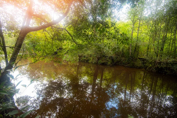 Selva Verde Árvore Planta Detalhe Natureza Floresta Tropical Com Rochas — Fotografia de Stock