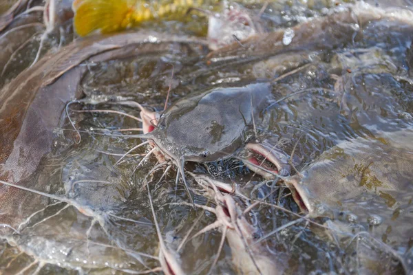 Peixe Gato Que Come Partir Alimentação Alimentos Lagoas Superfície Água — Fotografia de Stock