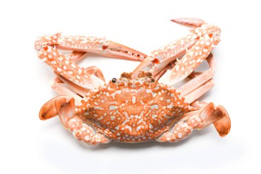 Beyaz arkaplanda izole edilmiş yengeç / Deniz ürünleri buharda pişirilmiş mavi yüzen yengeç  