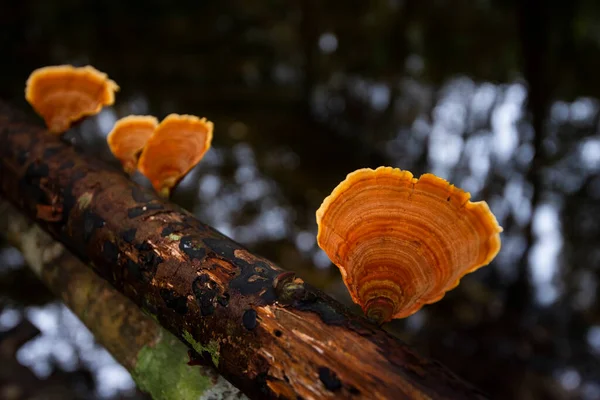 Лесной Гриб Древесине Джунглях Природы Открытый Осенний Дикий Гриб Красный — стоковое фото