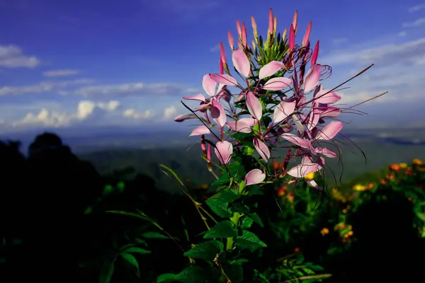 Cleome Bonito Flores Aranha Plantas Tropicais Estão Florescendo Com Céu — Fotografia de Stock