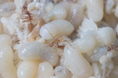 Kırmızı karıncalar yumurta yemek çok lezzetli pişirme kırmızı karıncalar yumurta için lezzetli Thailandvery, Tayland