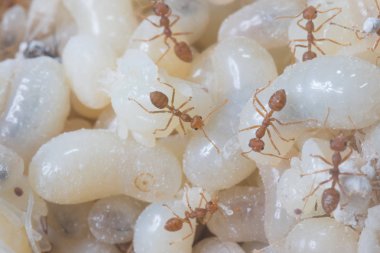 Kırmızı karıncalar yumurta yemek çok lezzetli pişirme kırmızı karıncalar yumurta için lezzetli Thailandvery, Tayland