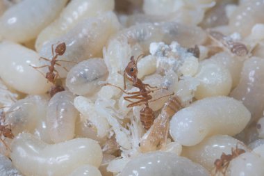 Kırmızı karıncalar yumurta yemek çok lezzetli pişirme kırmızı karıncalar yumurta için lezzetli Thailandvery, Tayland