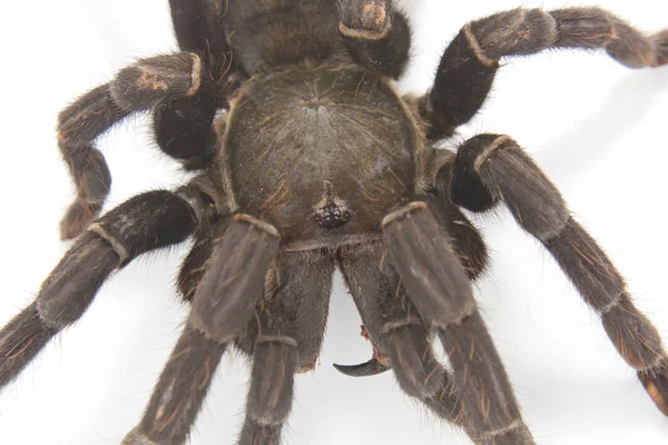 Araña Gigante Negra Aislada Sobre Fondo Blanco — Foto de Stock