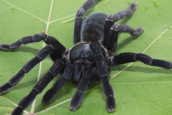 Black Giant Spider Isolated White Background — Stock Photo, Image