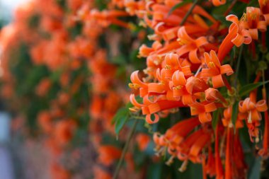 Turuncu trompet, alev çiçek, yangın kraker asma duvara