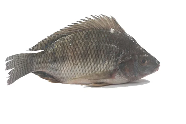 Färsk Tilapia Fisk Befor Matlagning — Stockfoto