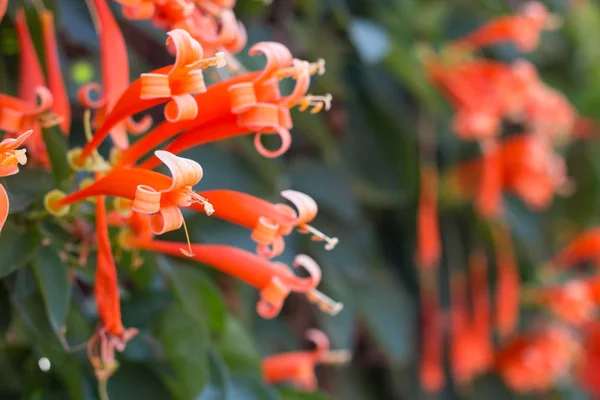 Trombeta Laranja Flame Flower Fire Cracker Videira Parede — Fotografia de Stock