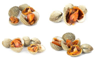 Taze istiridye deniz ürünleri izole beyaz arka plan üzerinde