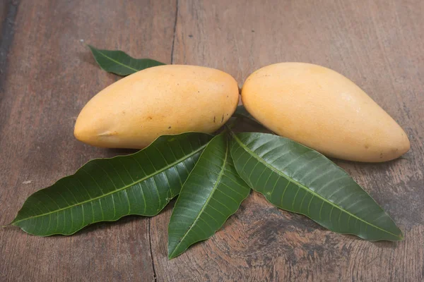 Žlutá Čerstvé Mango Listy — Stock fotografie