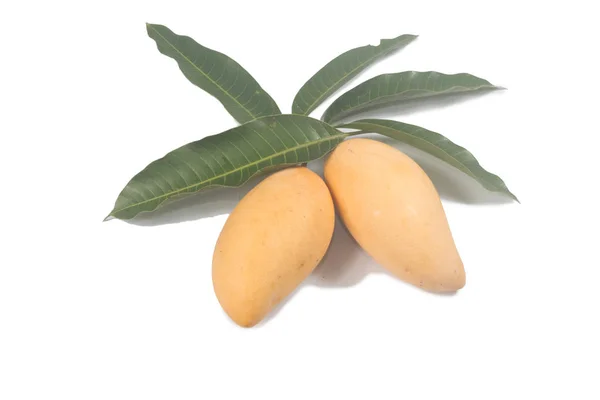 Yellow Fresh Mango Leaves — Stock Photo, Image