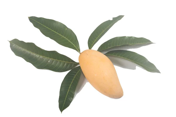 Gul Färsk Mango Och Blad — Stockfoto