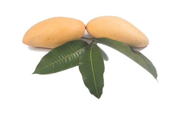 Yellow Fresh Mango Leaves — Stock Photo, Image