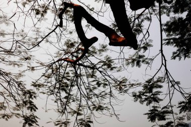 Gölge ağacı su ile güzel Flam-boyant ağacı