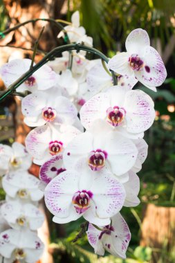 Orkide çiçek bahçesinde çiçek açan