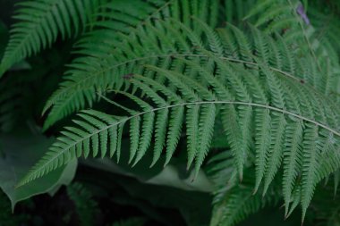 Yeşil fern ağaç içinde büyük bir orman içinde