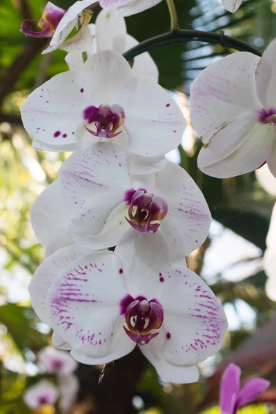 Flor Orquídea Estão Florescendo Jardim — Fotografia de Stock