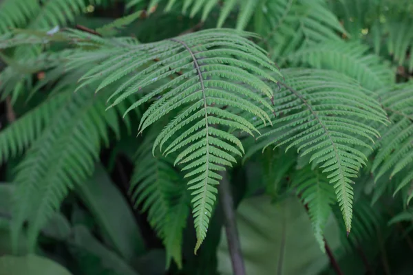 Árbol Helecho Verde Gran Bosque — Foto de Stock