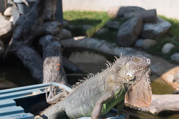 big iguana is Sun bath