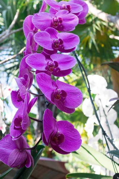 Flor Orquídea Estão Florescendo Jardim — Fotografia de Stock