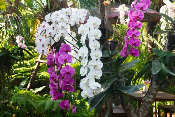 Orchideenblume Blüht Garten — Stockfoto