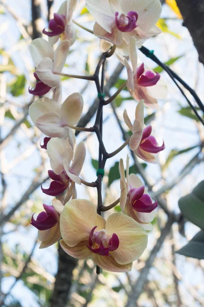 Flor Orquídea Estão Florescendo Jardim — Fotografia de Stock