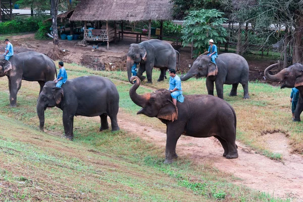 Lampang Tailândia Novembro 2018 Mahout Training Elephant Nas Costas Elefante — Fotografia de Stock