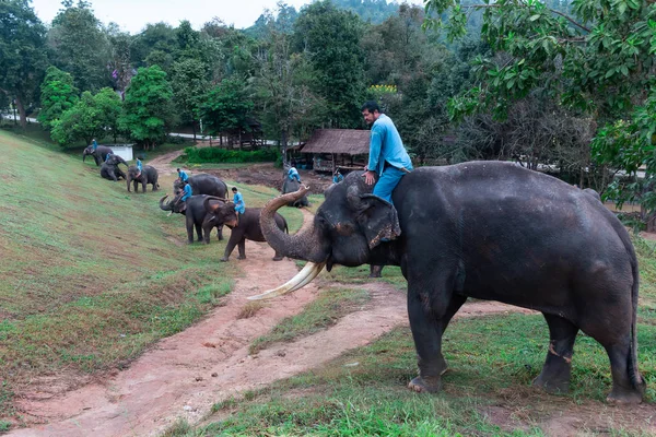 Lampang Tajlandia Listopada 2018 Uczenie Maszynowe Szkolenia Słoni Grzbiecie Słonia — Zdjęcie stockowe