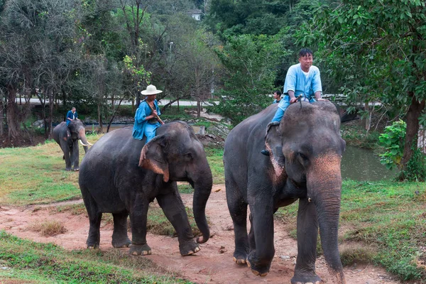 Lampang Tajlandia Listopada 2018 Uczenie Maszynowe Szkolenia Słoni Grzbiecie Słonia — Zdjęcie stockowe
