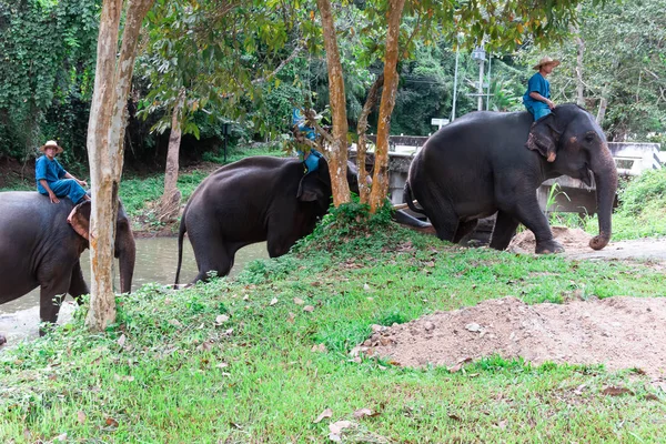 Lampang Thailand November 2018 Mahout Training Elephant Back Elephant Training — Stock Photo, Image