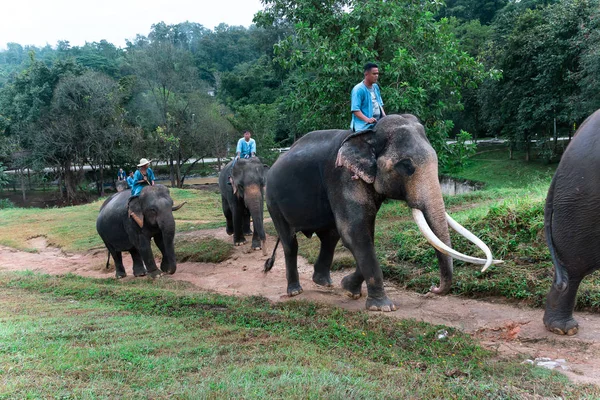 Lampang Thailand November 2018 Mahout Training Elephant Back Elephant Training — Stock Photo, Image