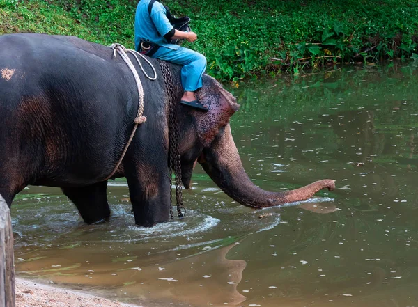 Mahout Training Elephant Morning Training Elephant Center — Stock Photo, Image