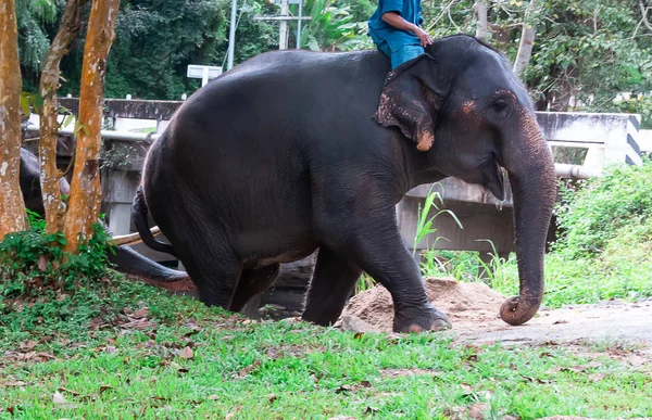 Uczenie Maszynowe Szkolenia Słoni Rano Elephant Training Center — Zdjęcie stockowe