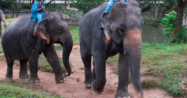 Mahout Training Elephant Morning Training Elephant Center — Stock Photo, Image